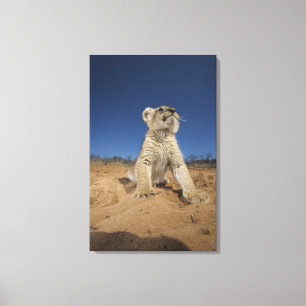 Lienzo León Cub (Panthera Leo) que se sienta en la arena