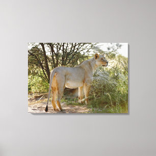 Lienzo león de la leona, Panthera leo, Kgalagadi