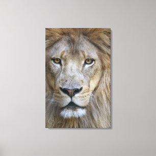 Lienzo León macho adulto en el Zoológico de Sacramento, C