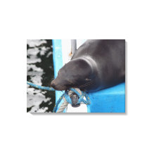 León marino de Galápagos