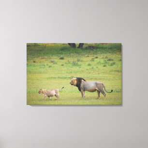 Lienzo león masculino con el cachorro, Panthera leo,