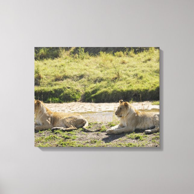 Lienzo león (Panthera leo), dos jóvenes leones, Masai (Anverso)