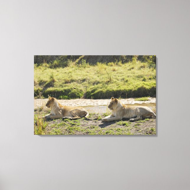 Lienzo león (Panthera leo), dos jóvenes leones, Masai (Anverso)