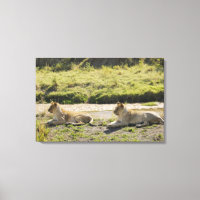león (Panthera leo), dos jóvenes leones, Masai