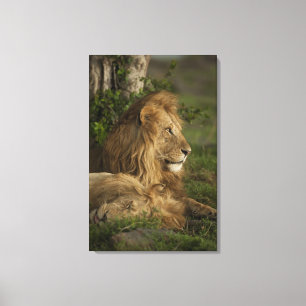 Lienzo León, Panthera leo, Lower Mara, Masai Mara GR,