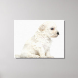 Lienzo León pequeno de chien o pequeño perrito del perr