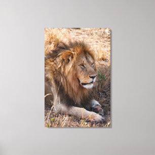 Lienzo León Reserva Nacional Maasai Mara, Kenia