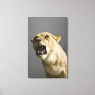 Lienzo Leona que ruge 2