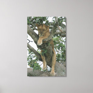 Lienzo Leona que sube del árbol (Panthera leo), reina