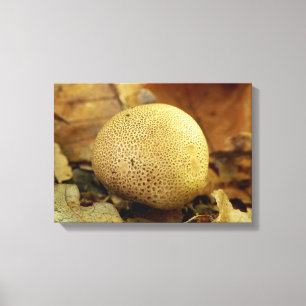 Lienzo Leopard Earthball Fungus Print