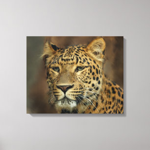 Lienzo Leopard Lovers