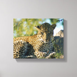Lienzo leopard resting panthera pardus Kruger