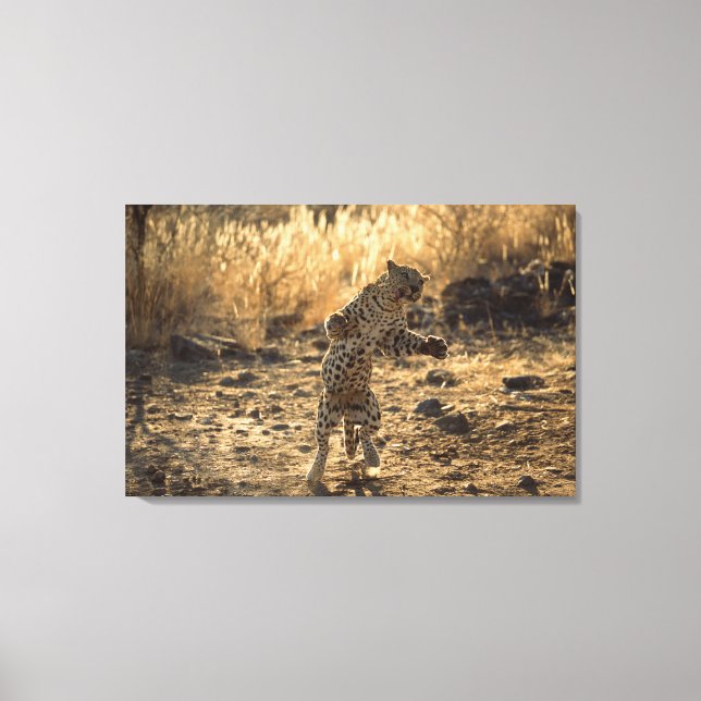 Lienzo Leopardo africano en patas traseras , Namibia , Áf (Anverso)