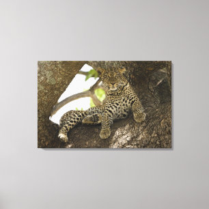 Lienzo Leopardo africano, Panthera pardus
