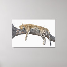 Leopardo durmiente