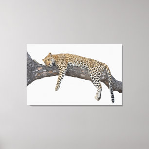 Lienzo Leopardo durmiente
