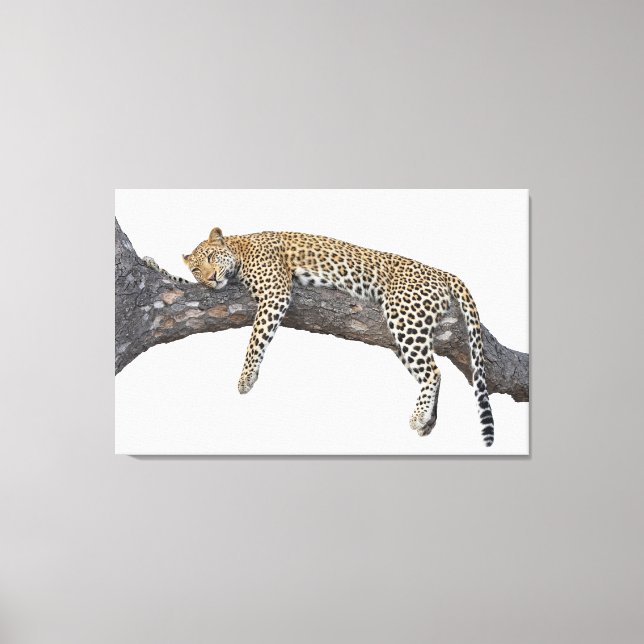 Lienzo Leopardo durmiente (Anverso)