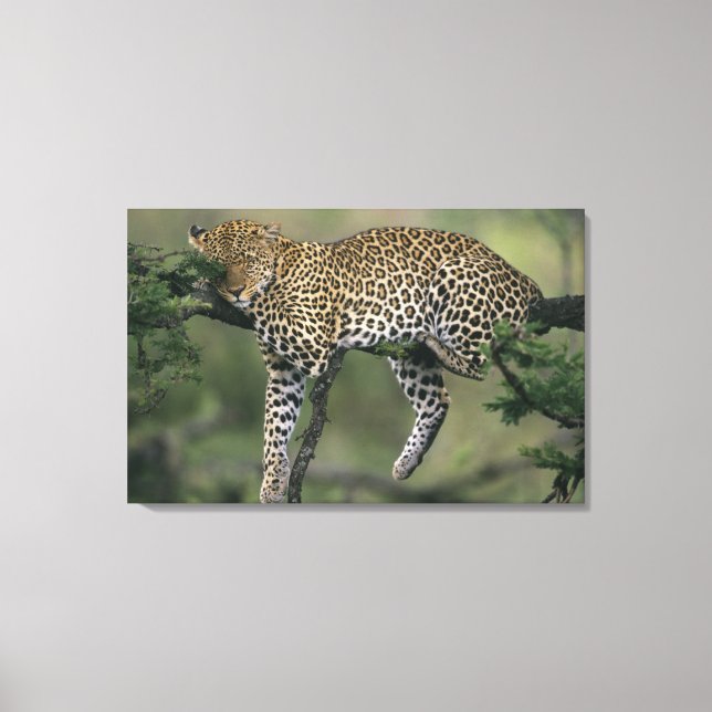 Lienzo Leopardo, (Panthera pardus), Kenia, Masai Mara (Anverso)