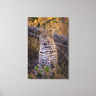 Lienzo Leopardo sentado, Botsuana, África