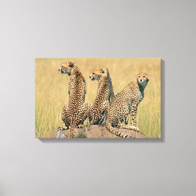 Lienzo Leopardos mirando lejos (Anverso)