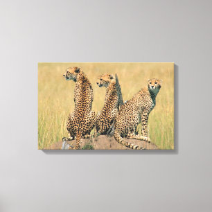 Lienzo Leopardos que miran lejos