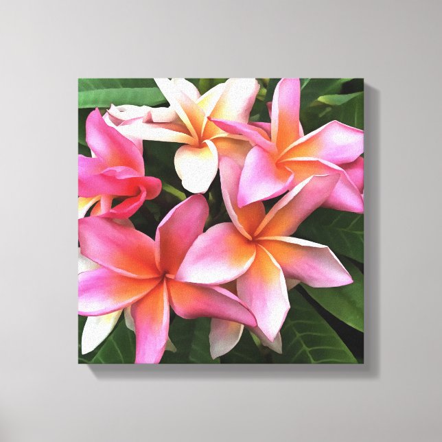 Lienzo Leyenda De Flor De Frangipani Pink Pálido (Anverso)