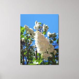Lienzo Lila blanca, árbol de flor de lila