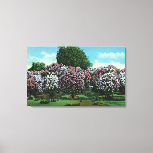 Lienzo Lilas de Highland Park en la floración