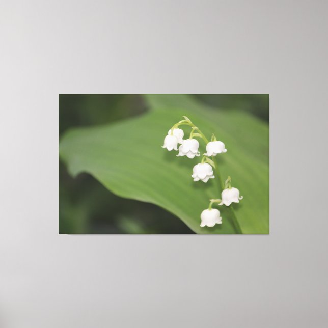 Lienzo Lily Of The Valley Print (Anverso)