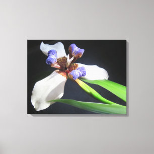 Lienzo Lily On Wraped Canvas