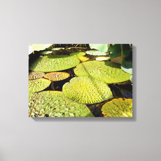 Lienzo Lily Pads Canvas Print (Anverso)