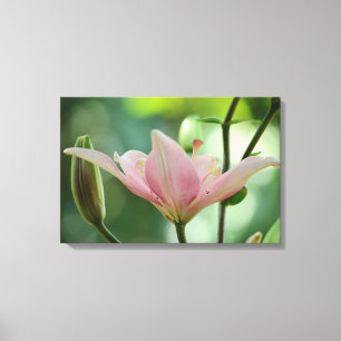 Lienzo Lily rosa-Bokeh por Shirley Taylor