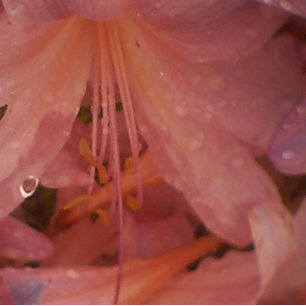 Lienzo Lily rosa en la lluvia