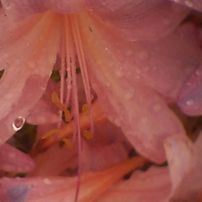 Lienzo Lily rosa en la lluvia (Subido por el creador)