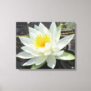Lienzo Lilypad