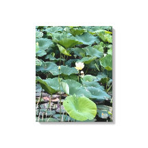 Lilyshade Silencio 16 x 20