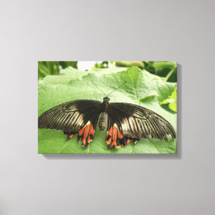 Lienzo Lindo cuadro de mariposa negra, roja y dorada en l