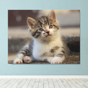Lienzo lindo gatito