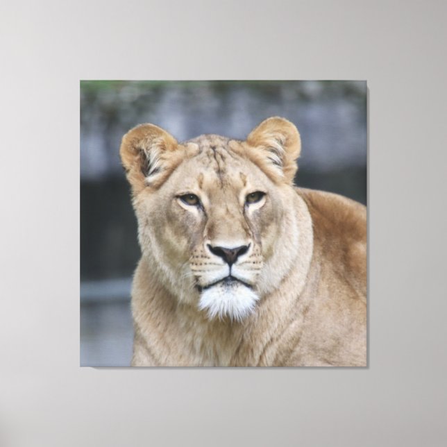 Lienzo Lion 004 (Anverso)