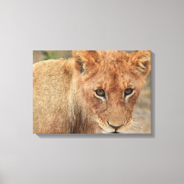 Lienzo Lion Cub (Anverso)