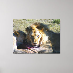Lienzo Lion Stare Stretched Canvas