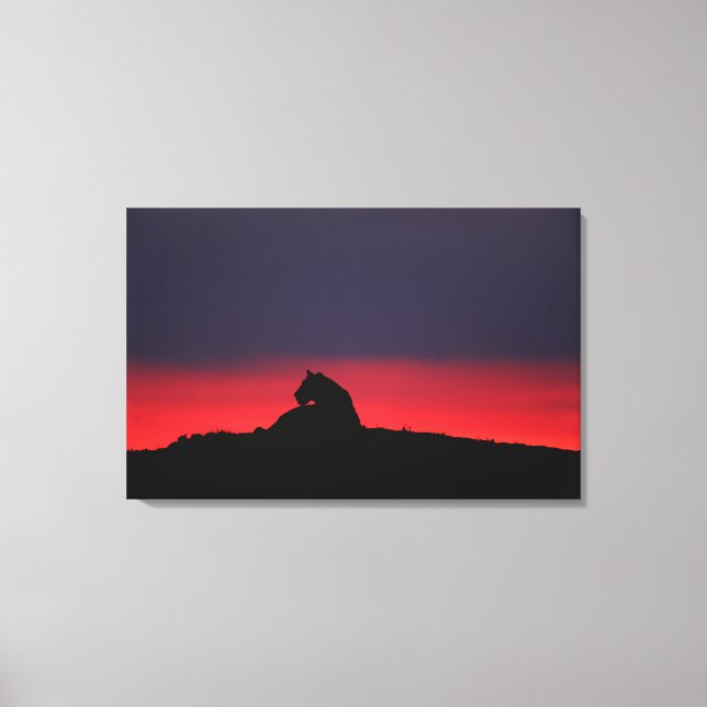 Lienzo Lioness (Panthera leo) sentada al atardecer, Masai (Anverso)