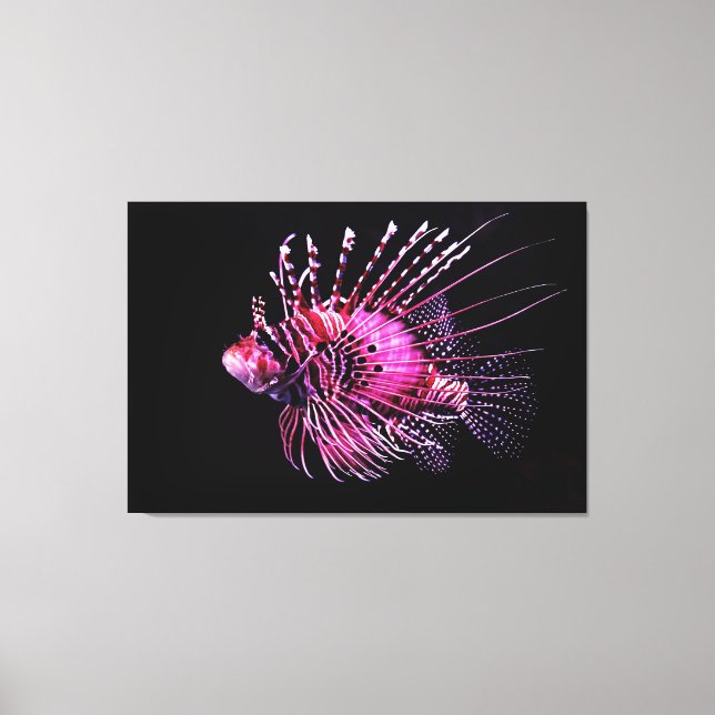 Lienzo Lionfish 12" x 12", 1,5", Single (Anverso)