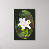 Lirio blanco brillante