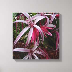 Lienzo Lirio Crinum Púrpura de la Reina Emma
