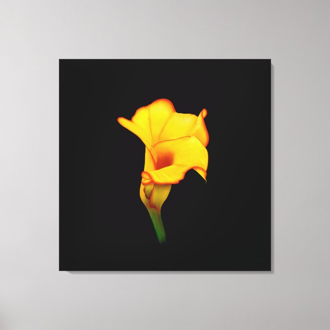 Lienzo Lirio de Calla Amarillo (Anverso)