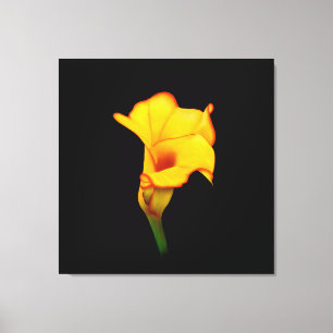 Lienzo Lirio de Calla Amarillo
