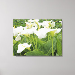 Lienzo Lirio de Calla Blanca