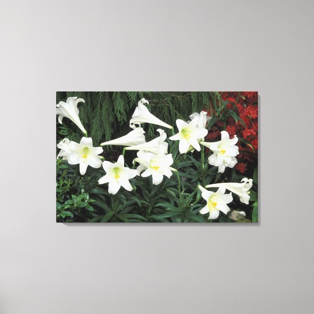 Lienzo Lirio de Pascua (Lilium regale) (Anverso)