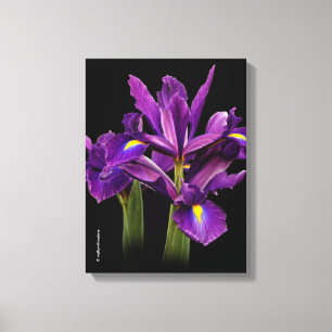 Lienzo Lirio Holandés Purple Sensation
